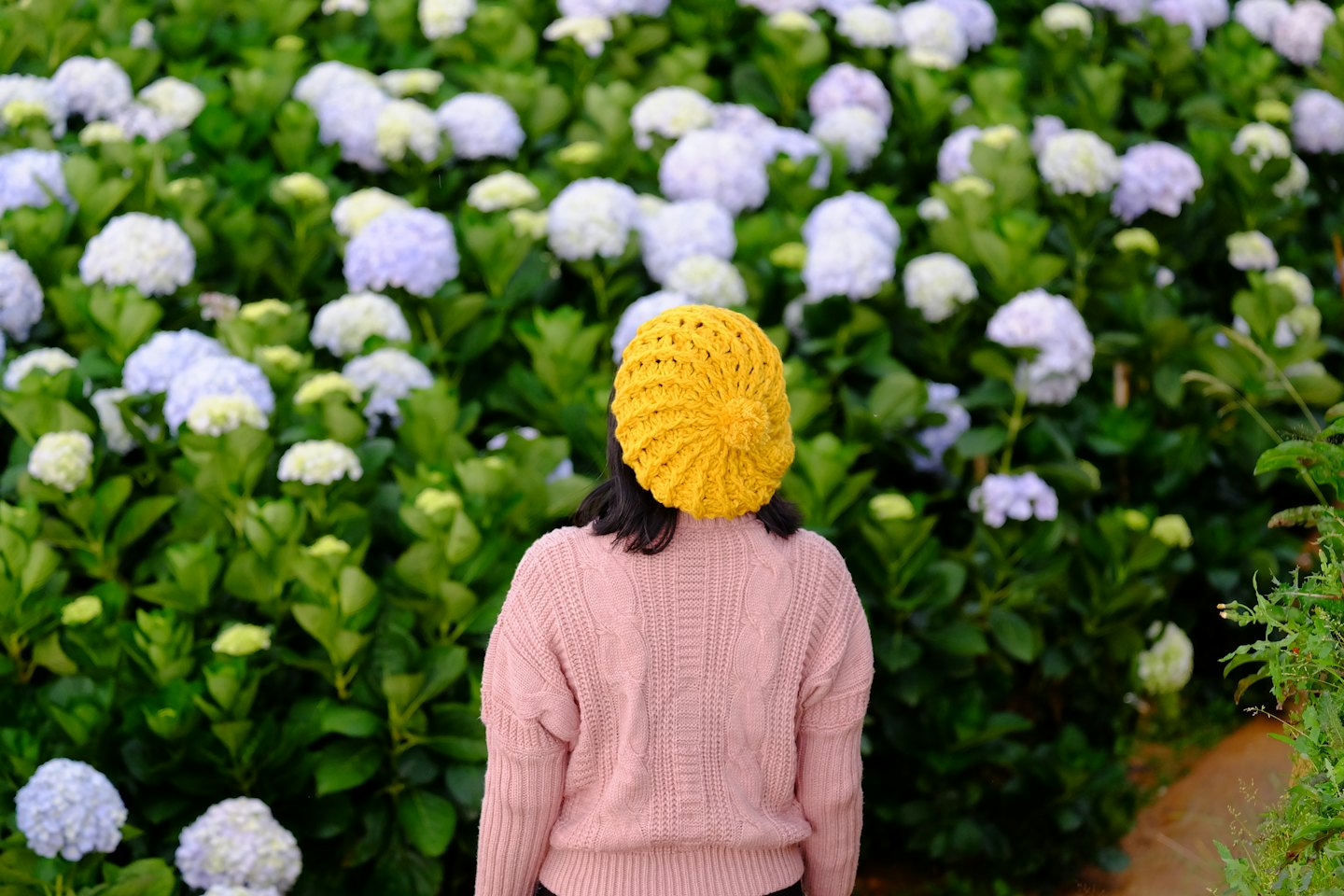 Person in pink sweater and yellow beret among hydrangeas.